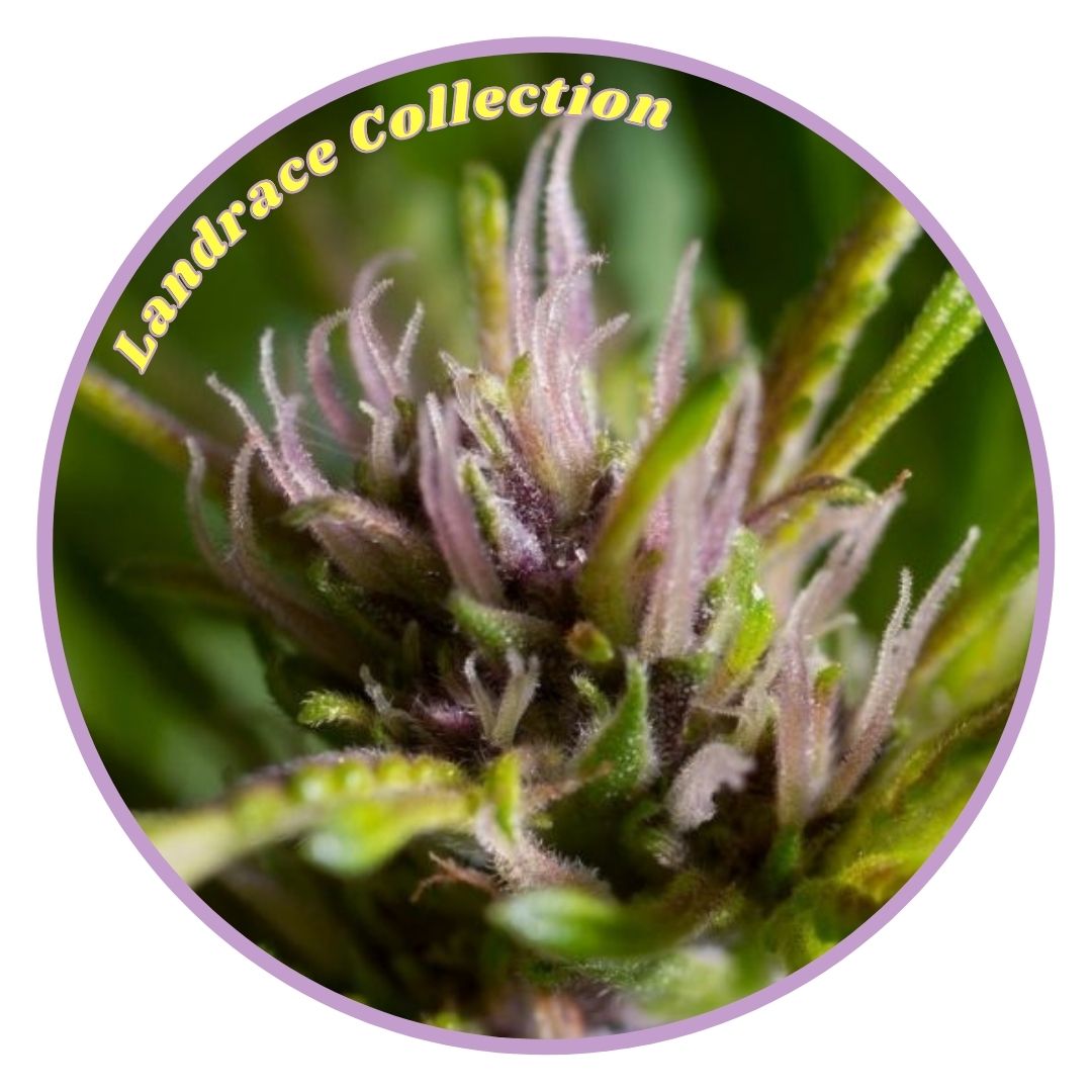 Landrace Collection