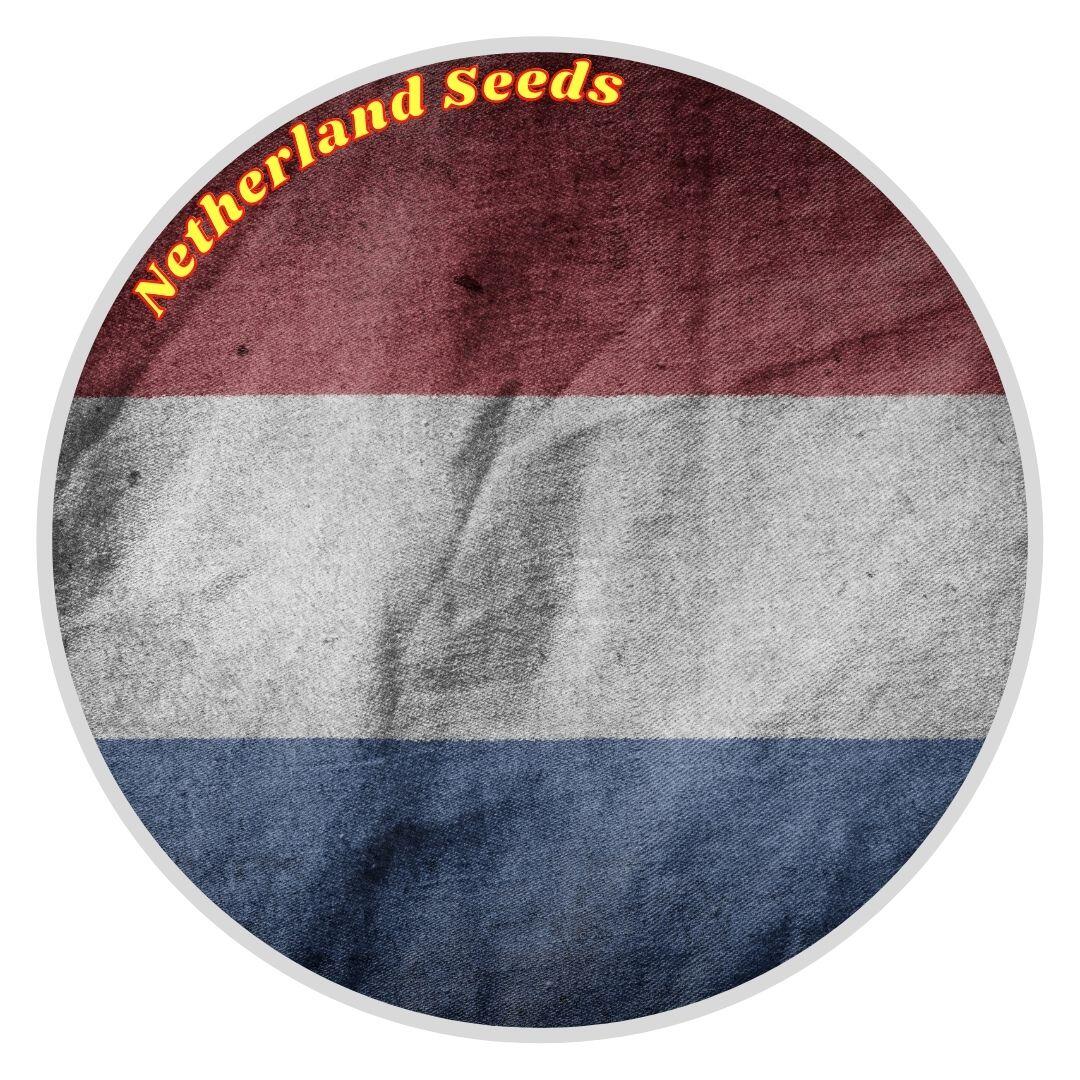 Netherland's Cannabis Seeds