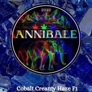 Cobalt Creamy Haze - Annibale Genetics