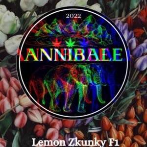 Lemon Zkunky F1 . Annibale Genetics