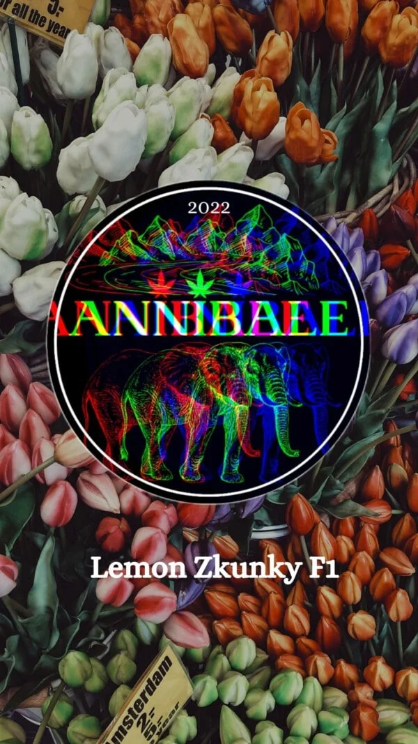 Lemon Zkunky F1 . Annibale Genetics
