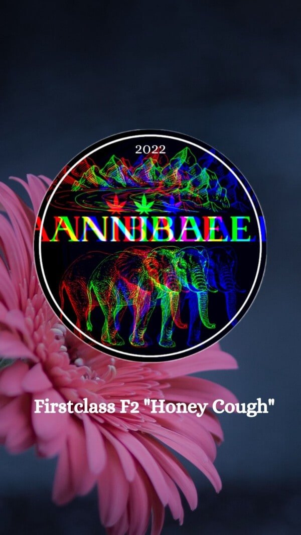 Product Image Not Available Annibale Genetics 2022 Limited Edition (17)