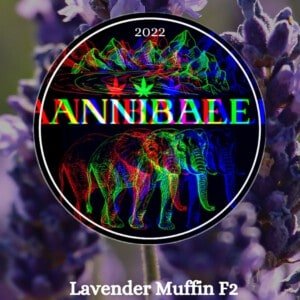Lavender Muffin F2 - Annibale Genetics