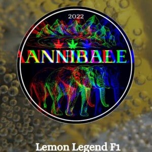 Lemon Legend - Annibale Genetics