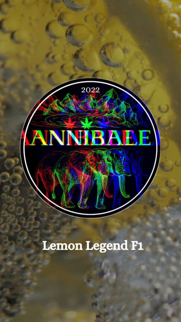 Lemon Legend - Annibale Genetics