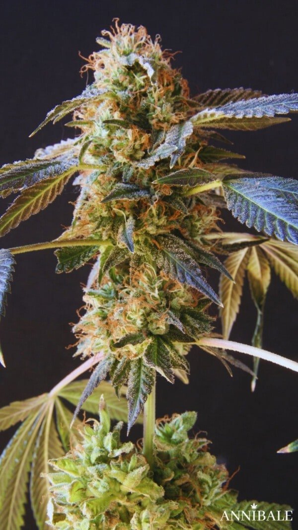 Strawberry Pebbles Punch F1 Regular - Annibale Genetics - Image 4