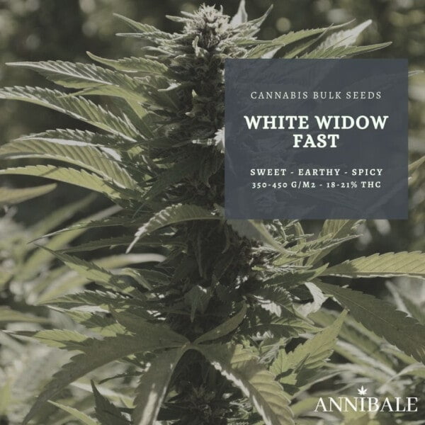 White Widow Fast Feminized Cannabis Bulk Seeds