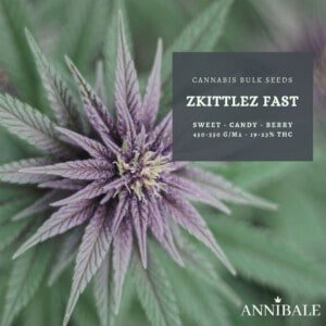 Zkittlez Fast Feminized Cannabis Bulk Seeds