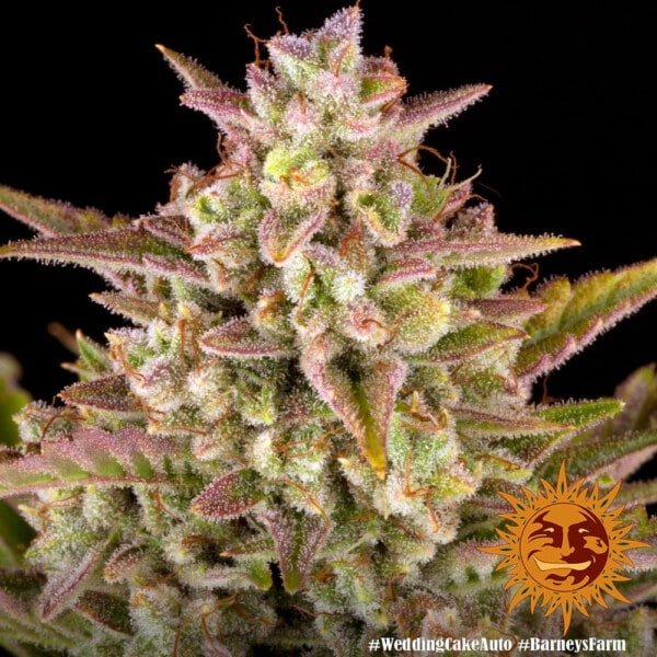 Barney's Farm Wedding Cake Autoflowering Feminized Cannabis Seed Annibale Seedshop 2