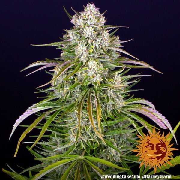 Barney's Farm Wedding Cake Autoflowering Feminized Cannabis Seed Annibale Seedshop 3