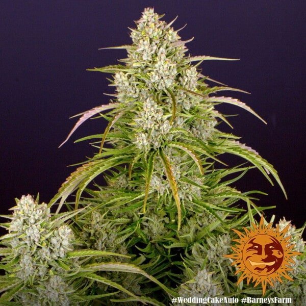 Barney's Farm Wedding Cake Autoflowering Feminized Cannabis Seed Annibale Seedshop 4