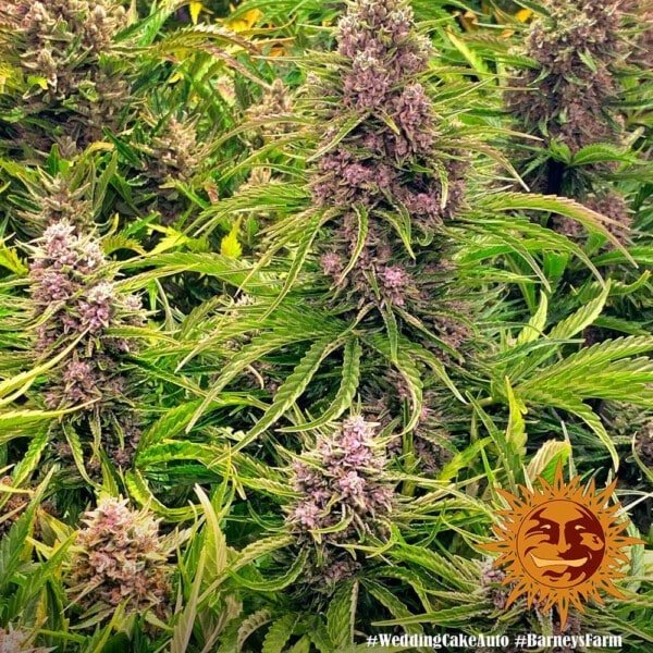 Barney's Farm Wedding Cake Autoflowering Feminized Cannabis Seed Annibale Seedshop 5