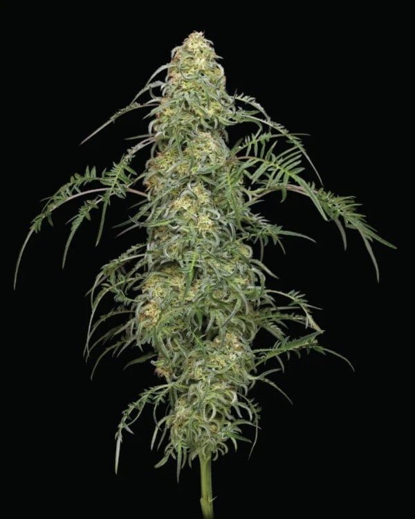 Freakshow-cannabis-seeds-humboldt-seed-co Img