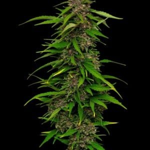 Humboldt Seeds Company Squirt Feminized