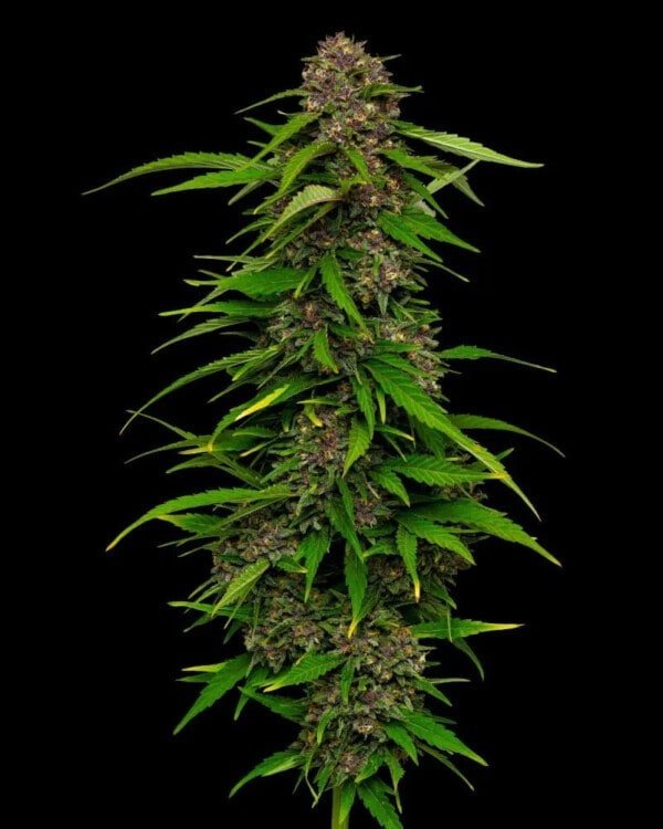 Humboldt Seeds Company Squirt Feminized