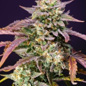 Sweet Seeds Purple Punch OG XL Auto Feminized Cannabis Seeds Annibale Seedshop