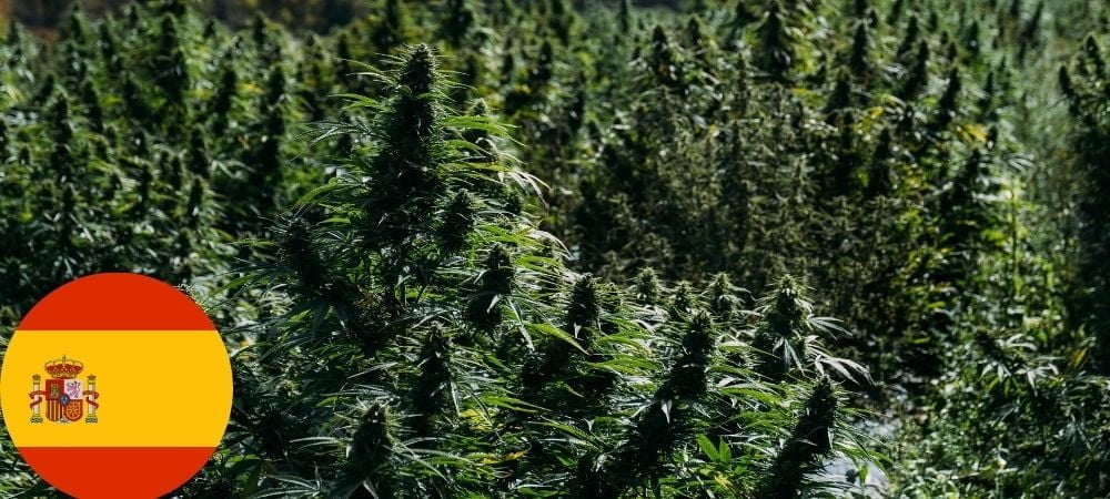 Paesi dove è legale fumare e coltivare cannabis