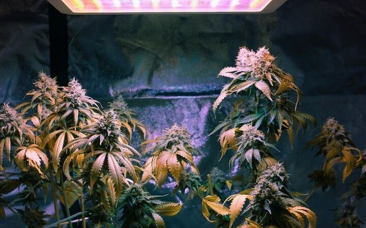 Where Smoke And Grow Cannabis Seeds Are Legal