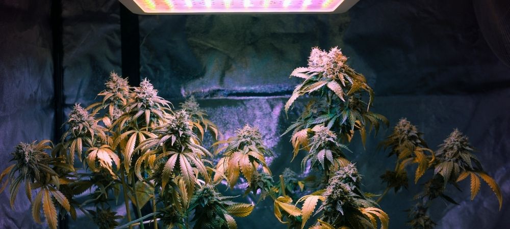 Where Smoke And Grow Cannabis Seeds Are Legal