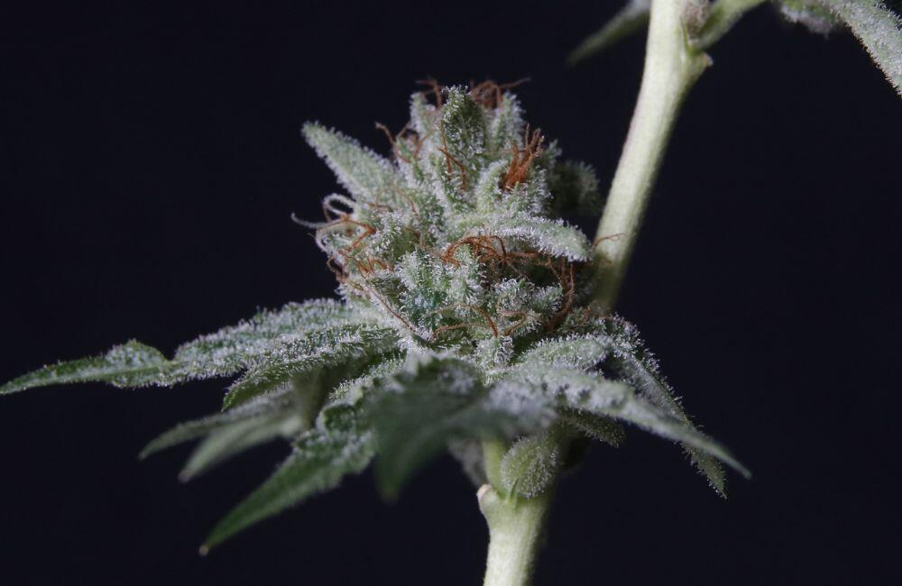 25 Best Cannabis Seeds Strains On 2022