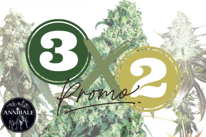 3x2 Promo Cannabis Seeds Annibale Genetics 2023