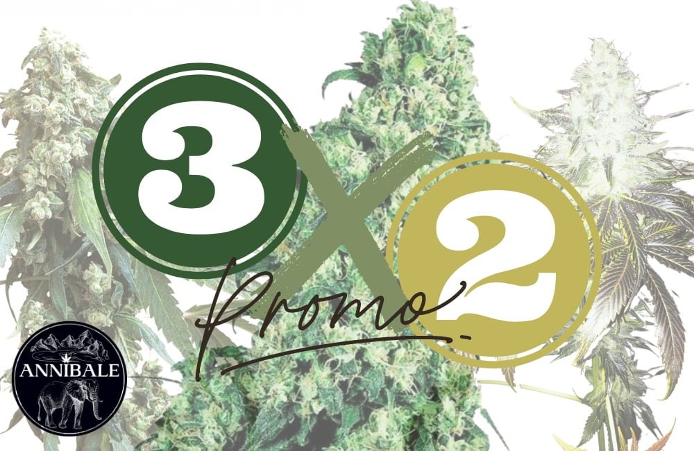 3x2 Promo Cannabis Seeds Annibale Genetics 2023