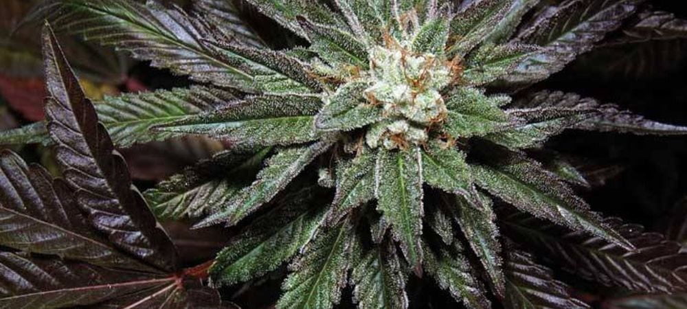 L.A. Confidential DNA Genetics