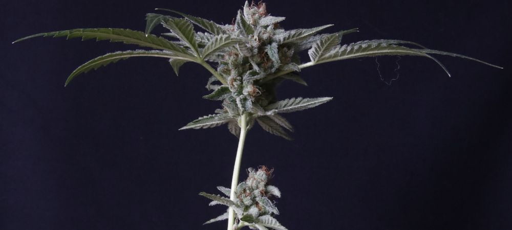 Lava Freeze Super Sativa Seed Club