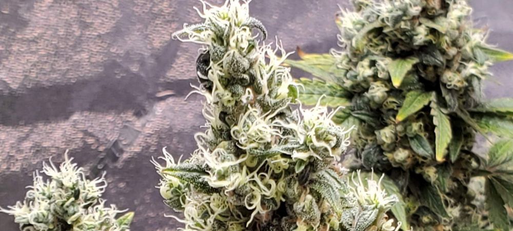 Lucky Charms Bodhi Seeds (1)