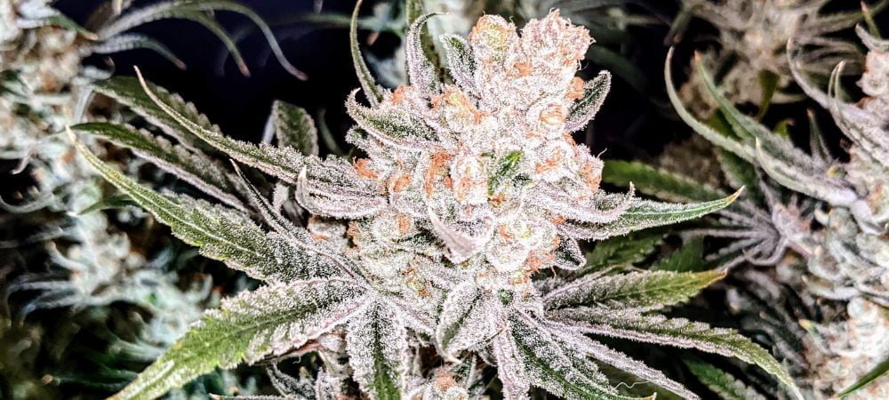 Malasana Cookies Exotic Seeds