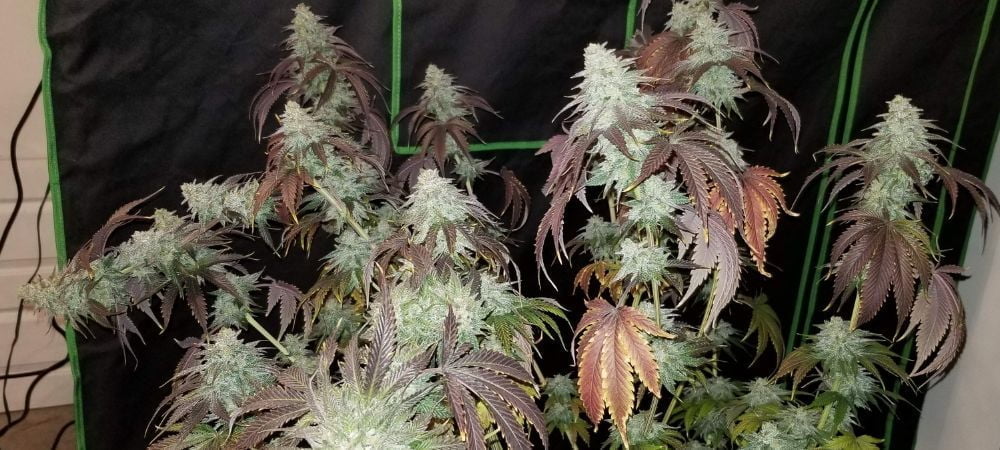 OGKZ Humboldt Seeds