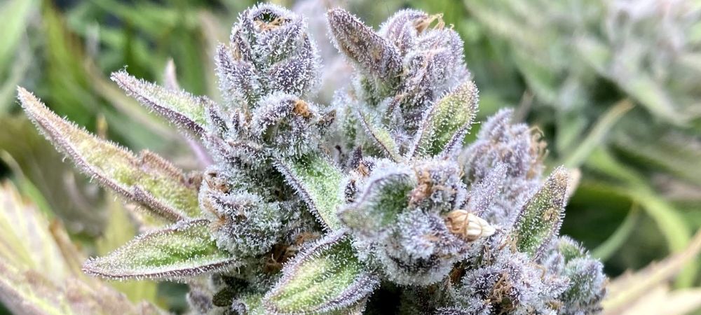 Royal Gorilla Royal Queen Seeds