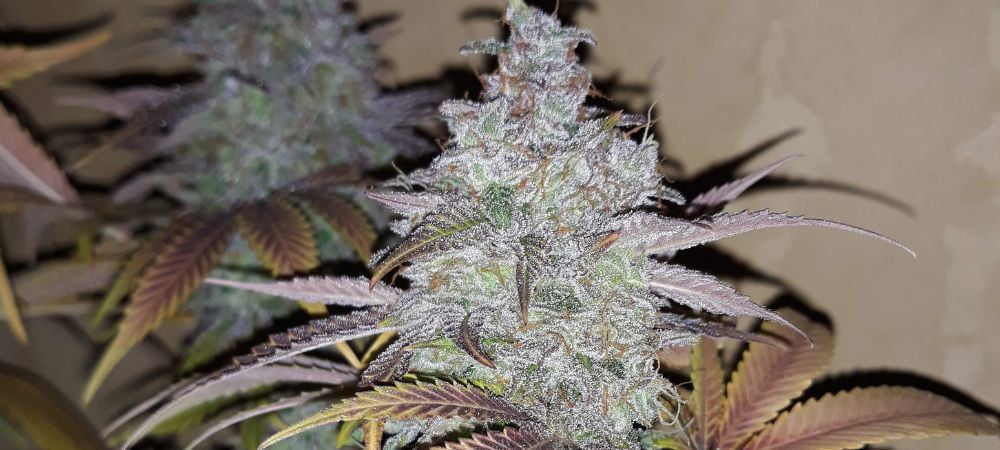 Wonder Pie Green House Seeds