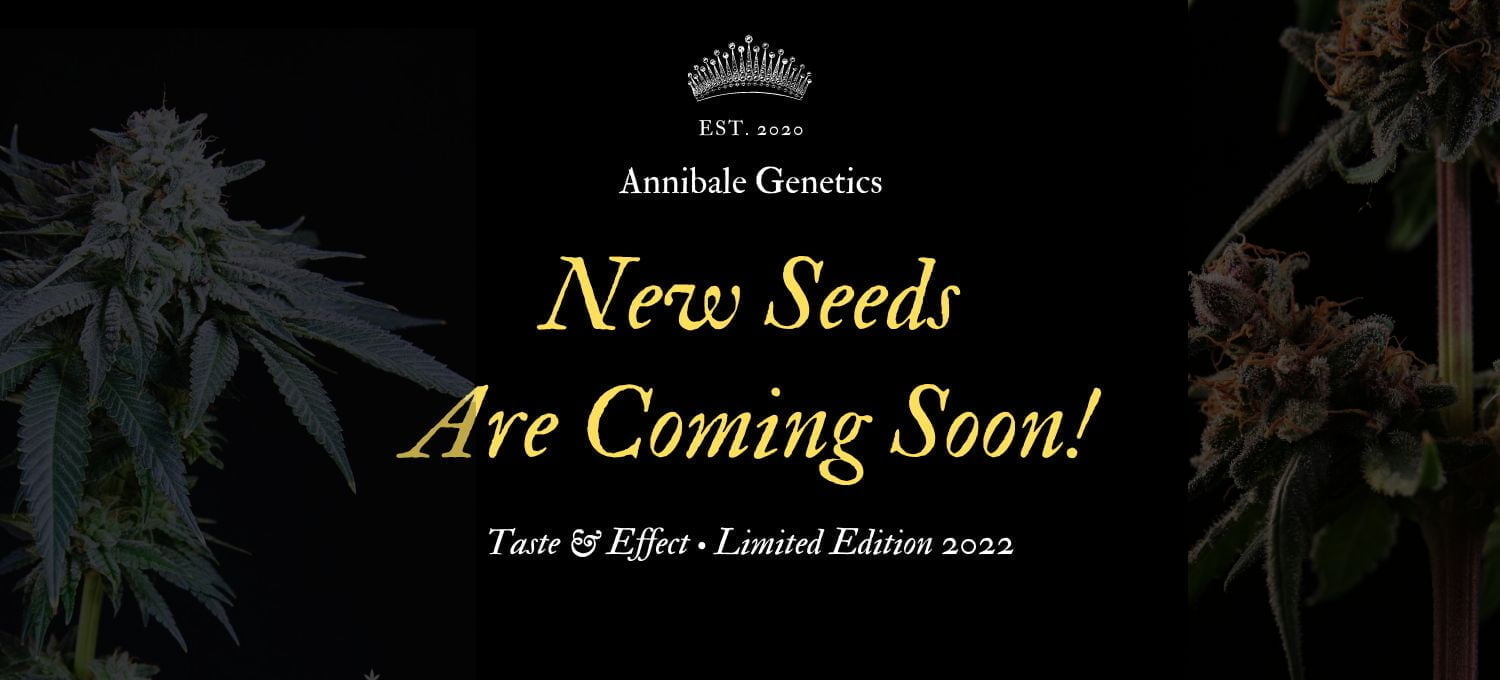 pick and mix cannabis seeds seedbank annibale seedshop home page