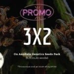 Promo 3x2 semi di cannabis 2022