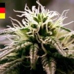 Where To Buy Cannabis Seeds Online In Germany (1)