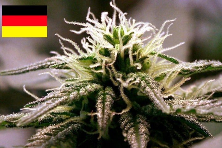 Where To Buy Cannabis Seeds Online In Germany (1)