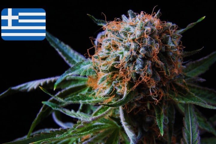 Where To Buy Cannabis Seeds Online In Greece