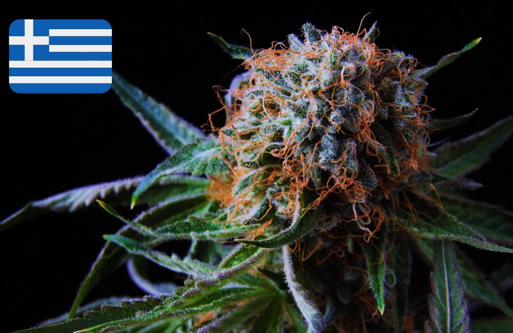 Where To Buy Cannabis Seeds Online In Greece