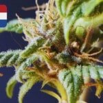 Where To Buy Cannabis Seeds Online In Netherlands