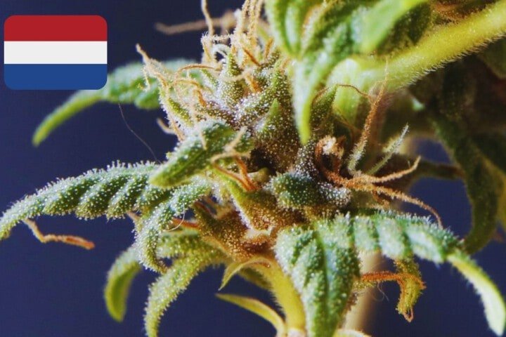 Where To Buy Cannabis Seeds Online In Netherlands