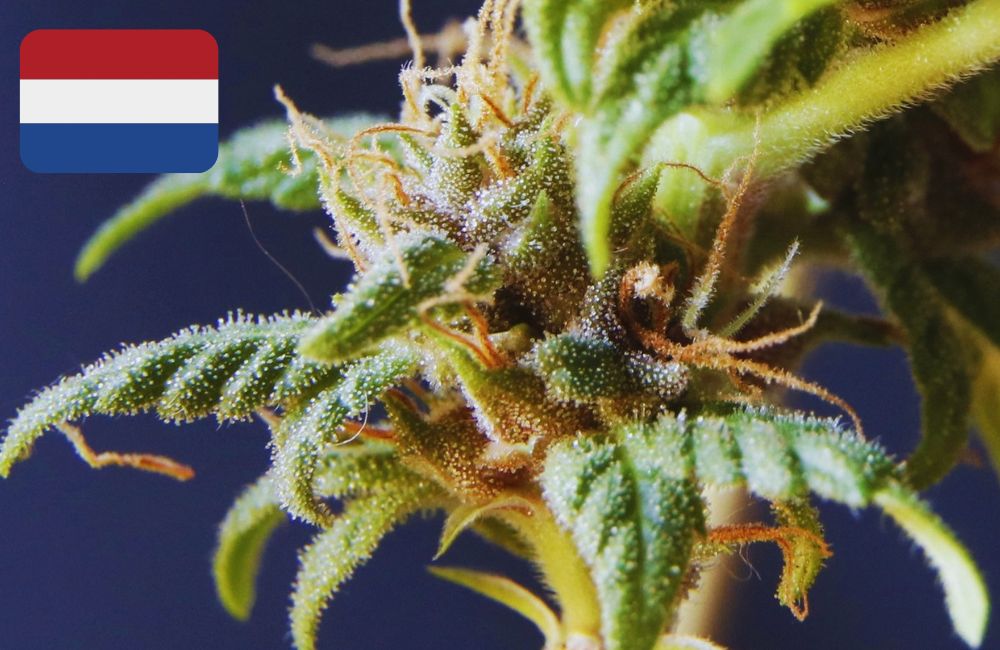 Where To Buy Cannabis Seeds Online In Netherlands