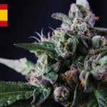 Where To Buy Cannabis Seeds Online In Spain