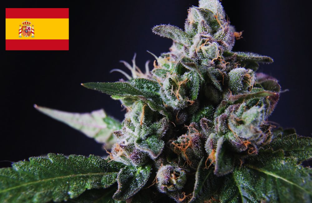 Where To Buy Cannabis Seeds Online In Spain