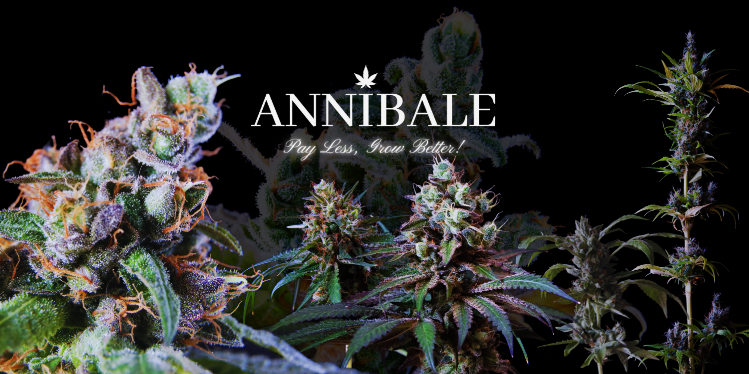 annibale seedshop annibale genetics home page