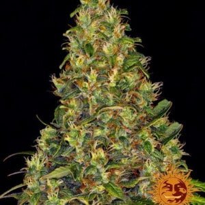 Barney's-Farm-Amnesia-Haze-Auto-Feminized-Cannabis-Seed-Annibale-Seedshop