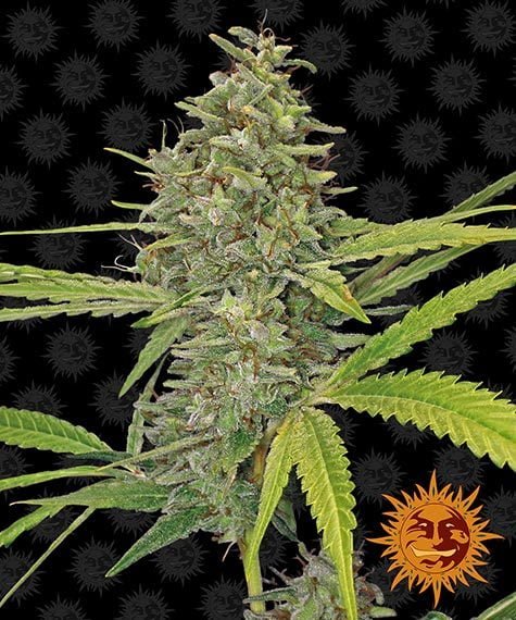 Barney's-Farm-G13-Haze-Feminized-Cannabis-Seed-Annibale-Seedshop-