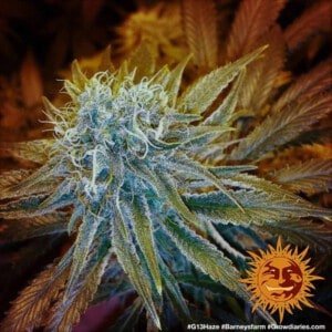 Barney's Farm G13 Haze Feminized Cannabis Seed Annibale Seedshop 3