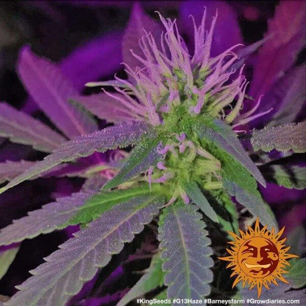 Barney's Farm G13 Haze Feminized Cannabis Seed Annibale Seedshop 4