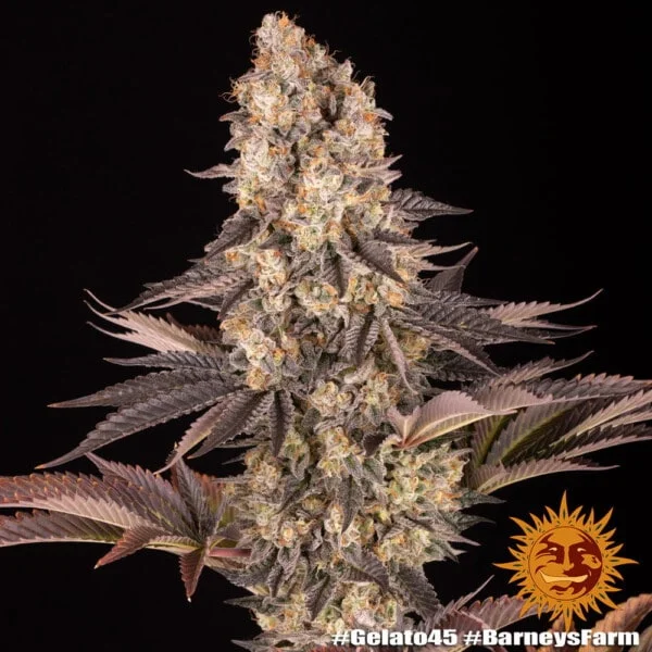 Barney's Farm Gelato 45 Feminized Cannabis Seed Annibale Seedshop 1